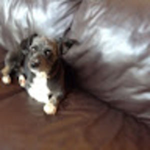 Meet your Posher, Coupar plaus family